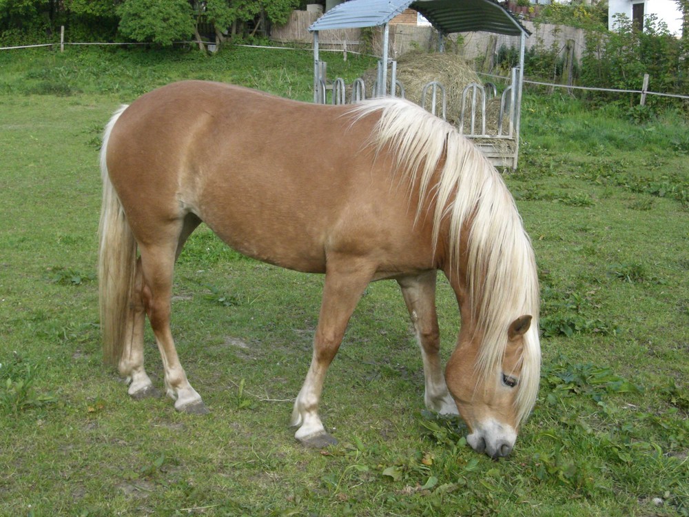 Haflinger