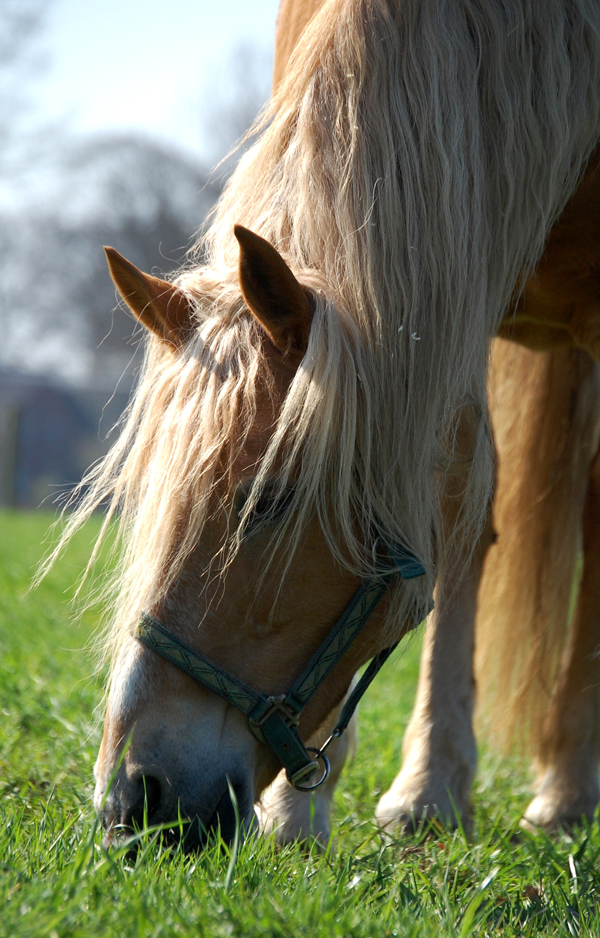 Haflinger.