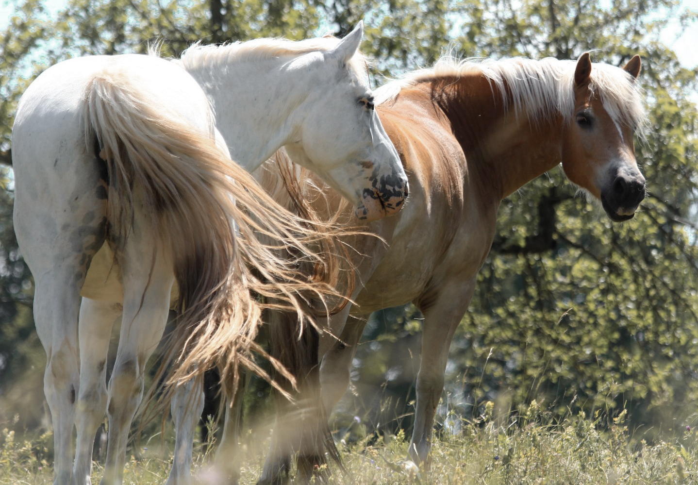 Haflinger 