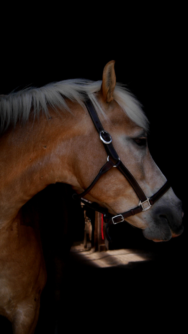 Haflinger 2