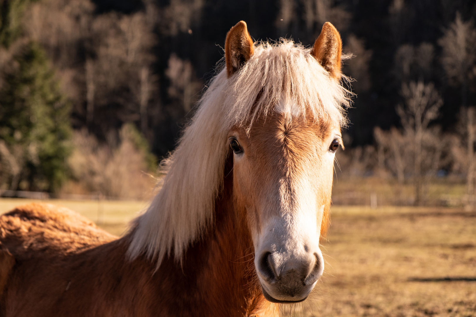 Haflinger-2