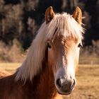 Haflinger-2