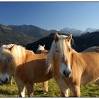 Haflinger 2 - Oberallgäu