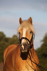 Haflinger