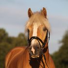 Haflinger