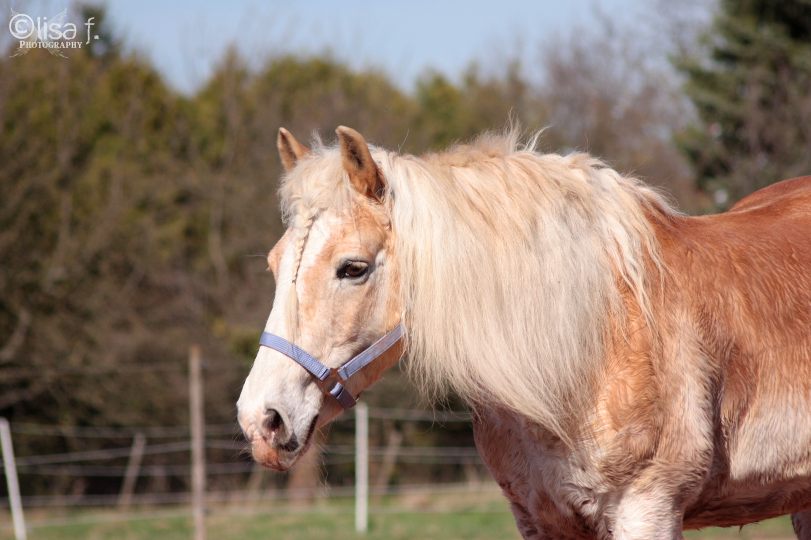 Haflinger