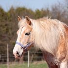 Haflinger