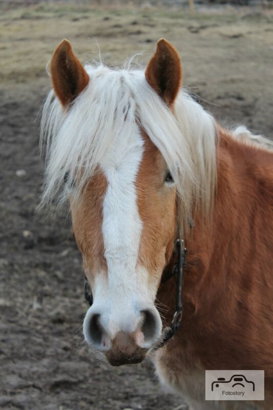 Haflinger