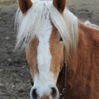 Haflinger