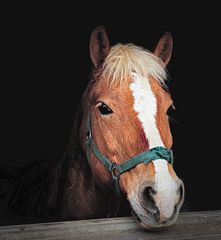 Haflinger