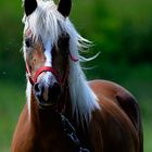 Haflinger