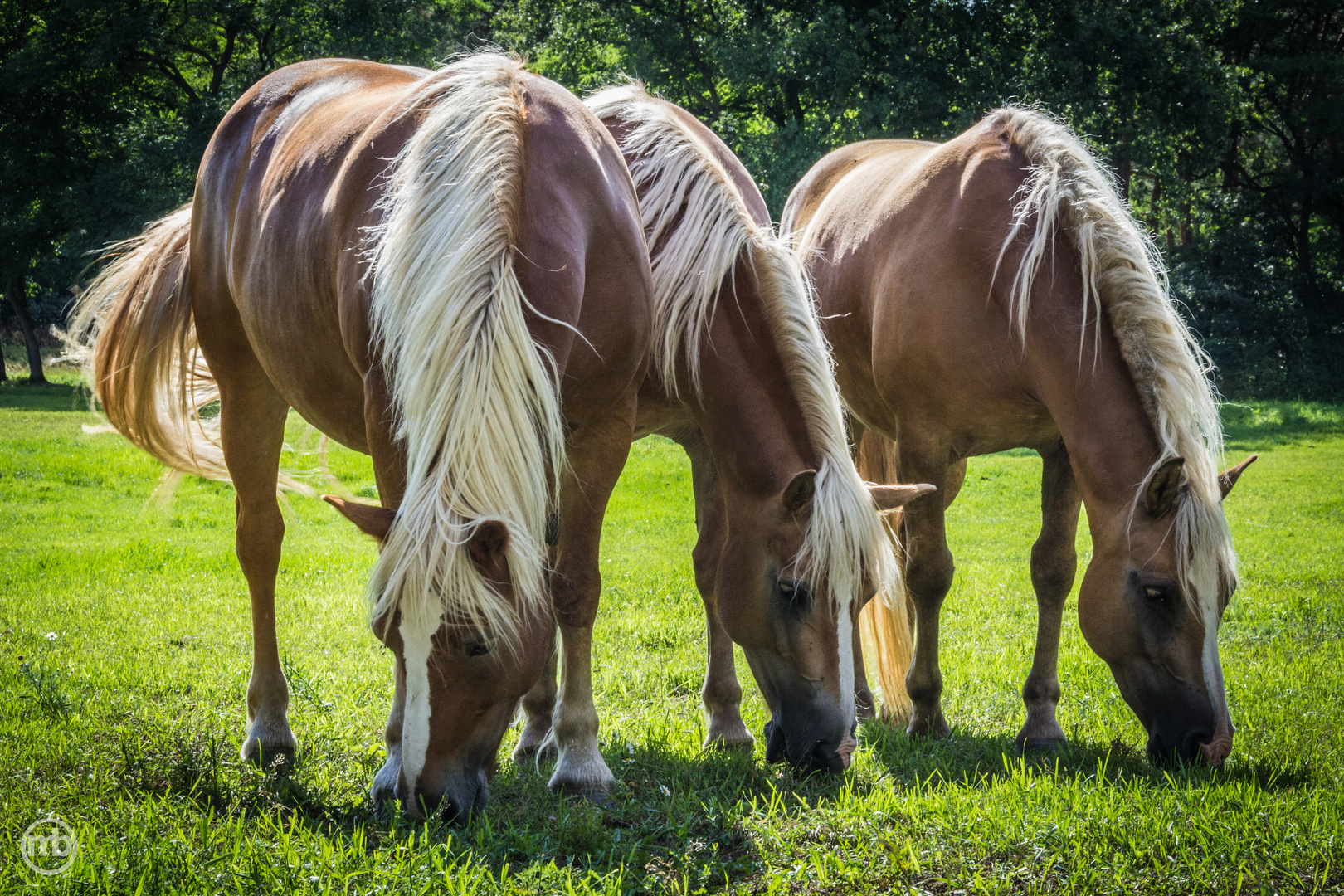 Haflinger