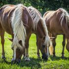 Haflinger