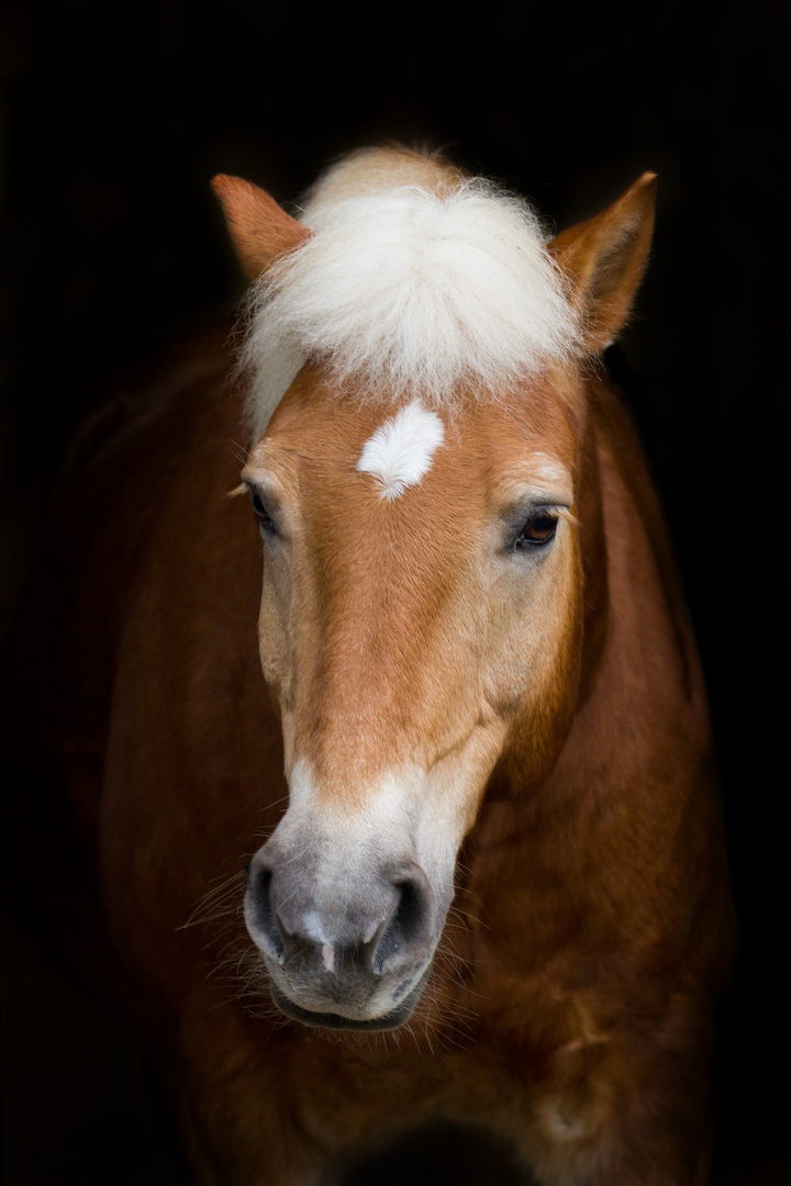 Haflinger