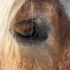 Haflinger