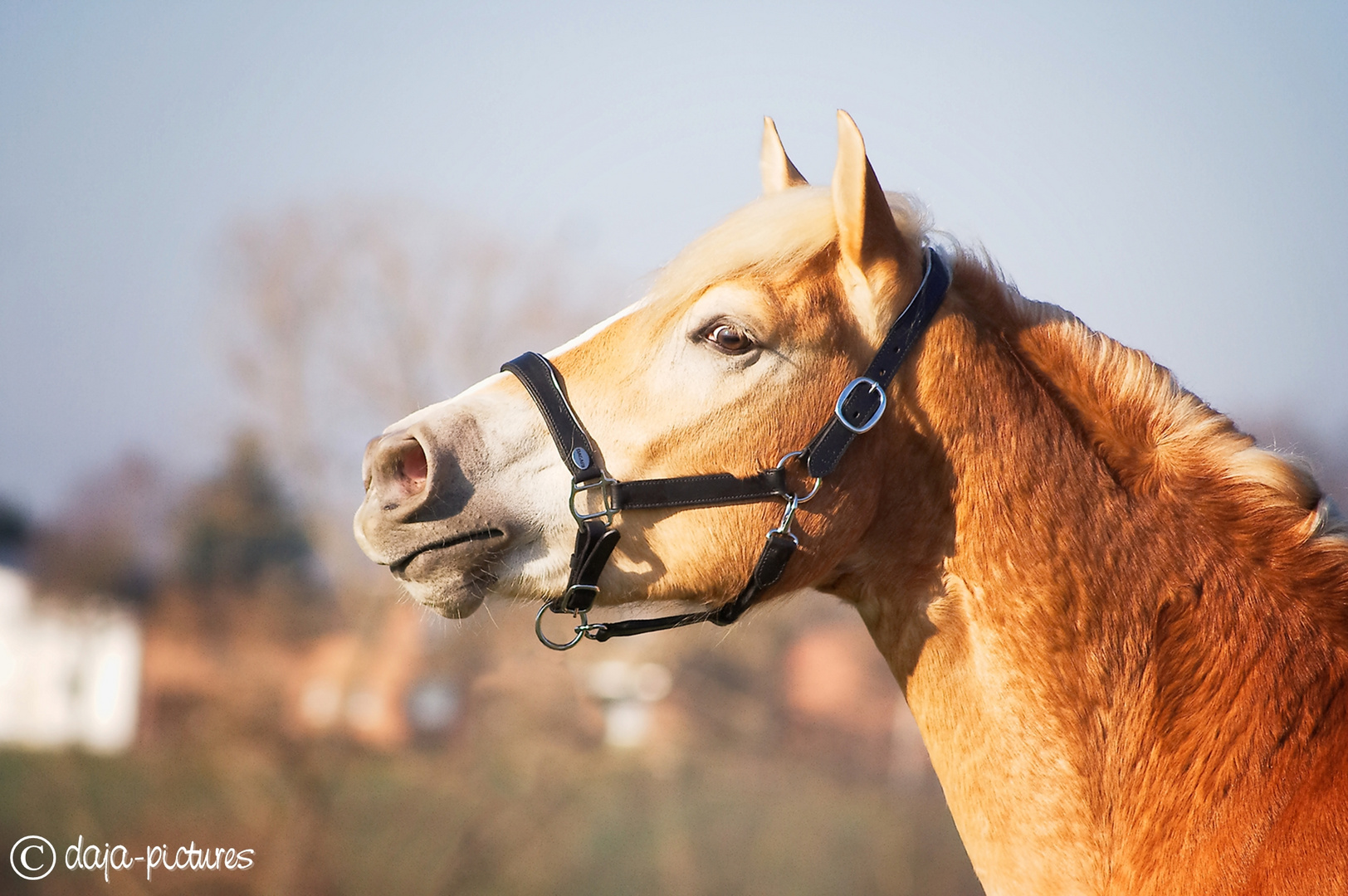 Haflinger