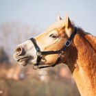 Haflinger