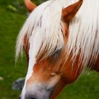 Haflinger