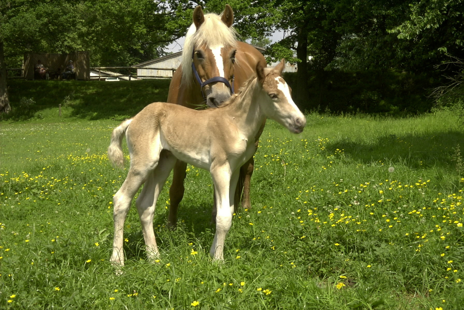 Haflinger