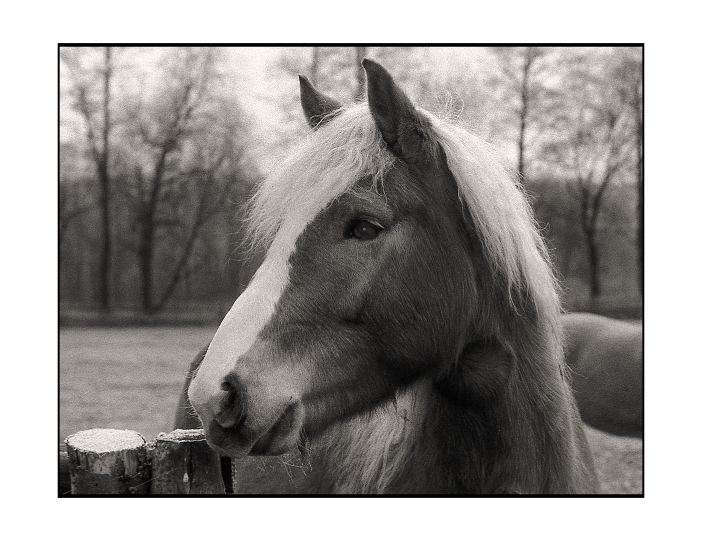 Haflinger