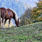 Haflinger