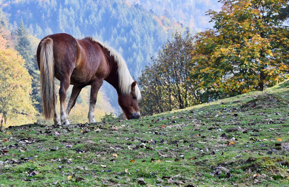 Haflinger