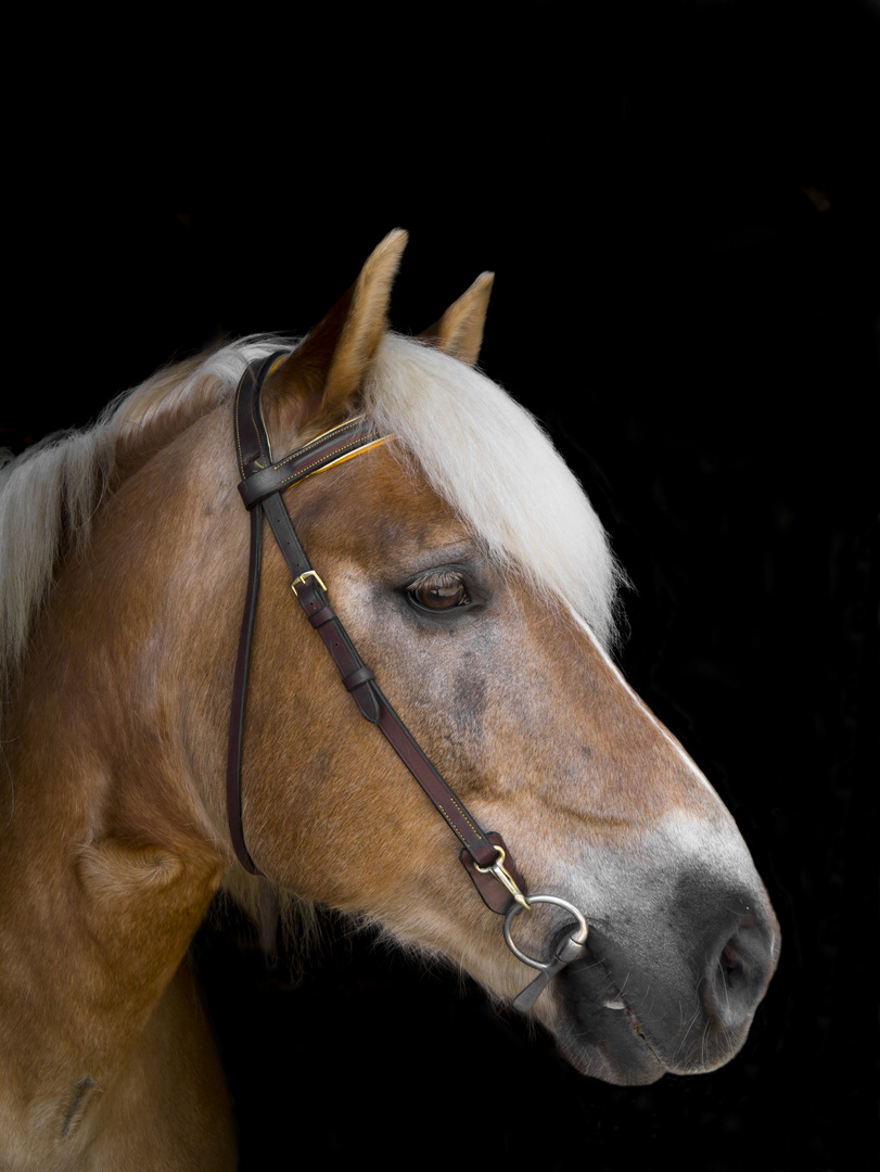 Haflinger