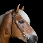 Haflinger