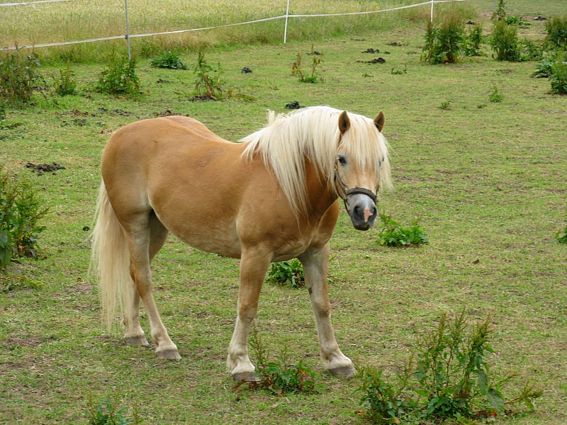 Haflinger