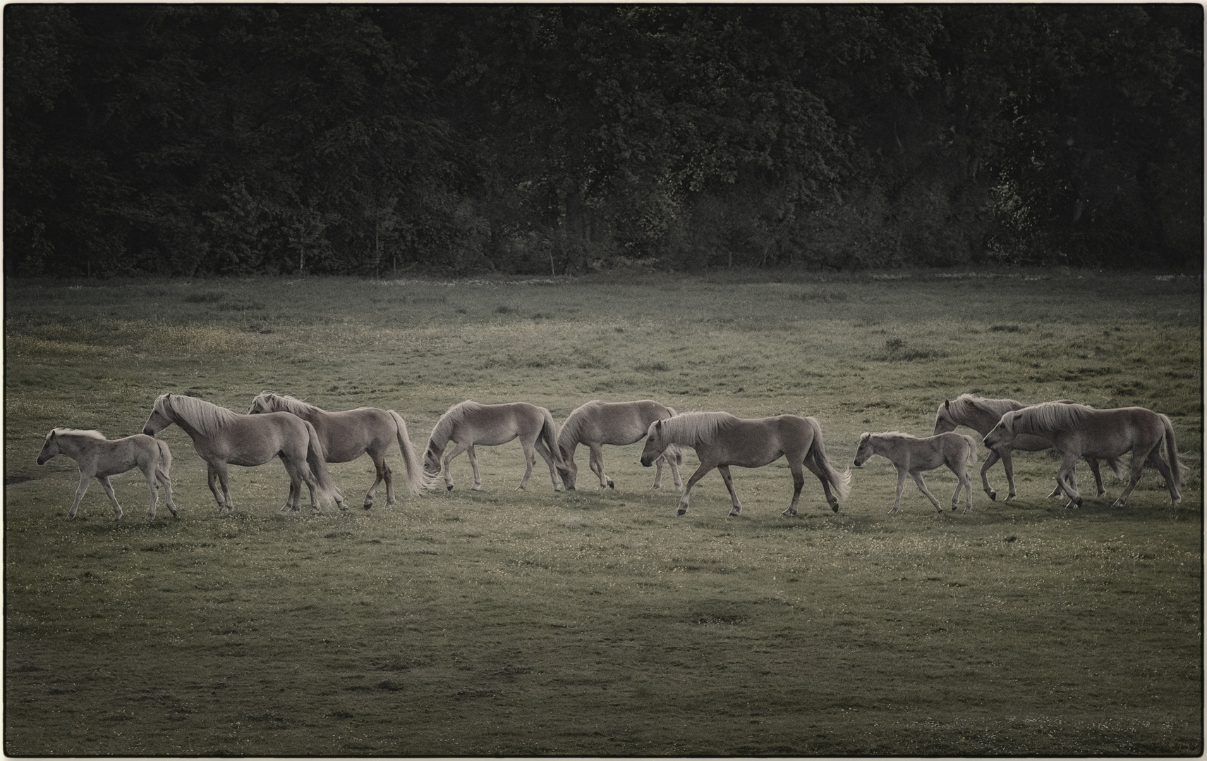 Haflinger 