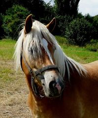 Haflinger