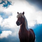 Haflinger