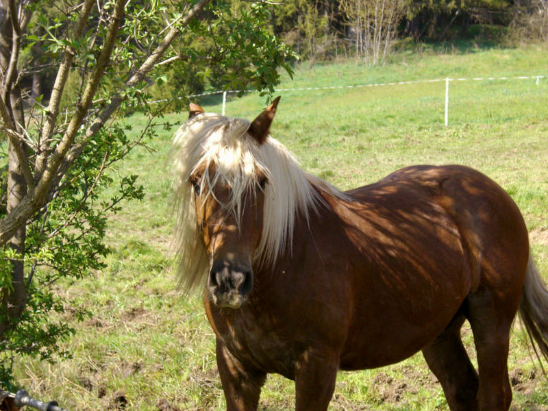 HAFLINGER