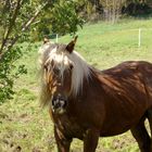 HAFLINGER