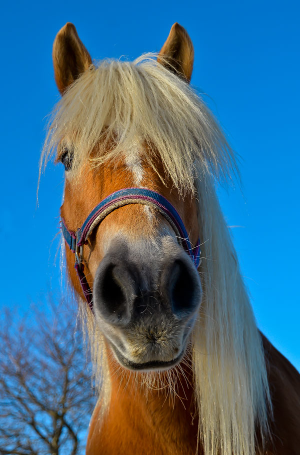 Haflinger