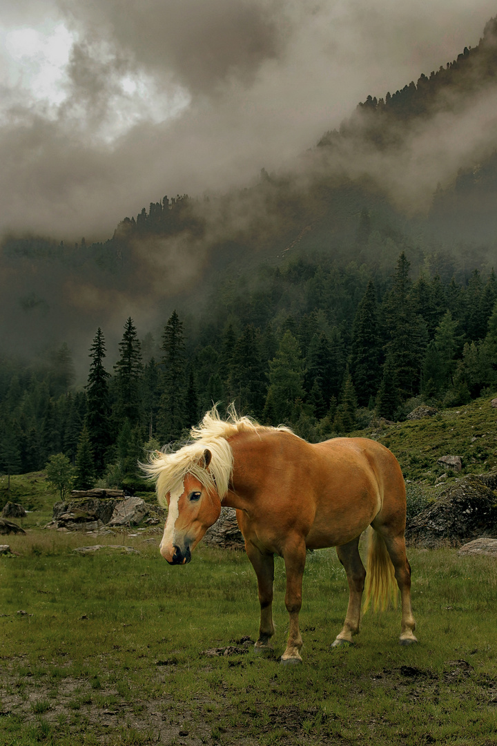 Haflinger