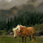 Haflinger