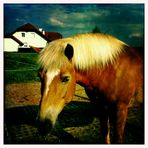 Haflinger