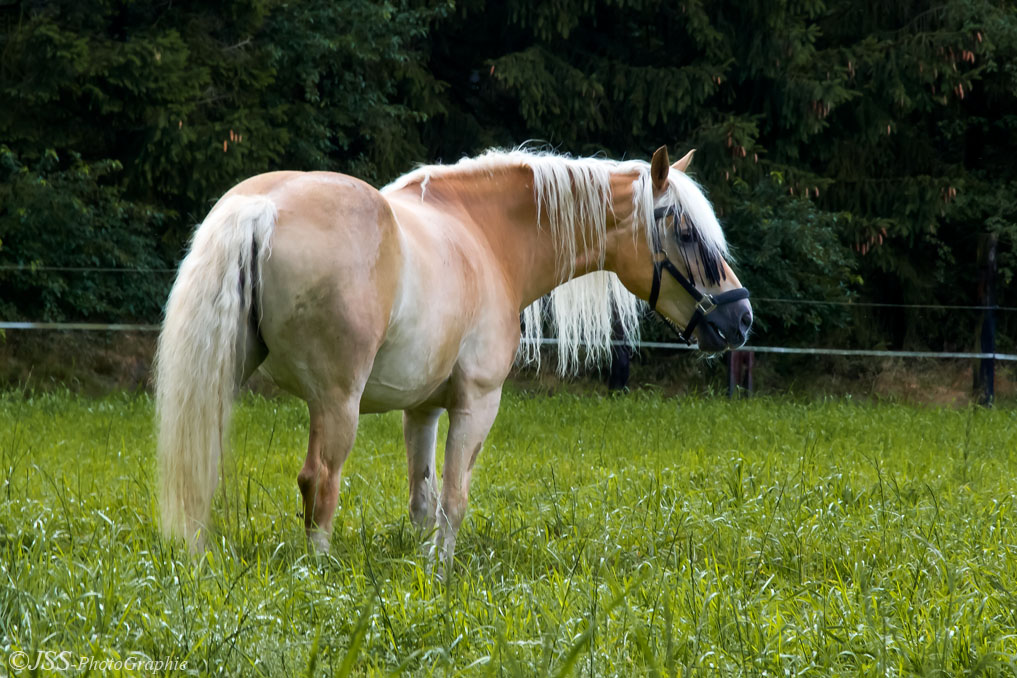 Haflinger