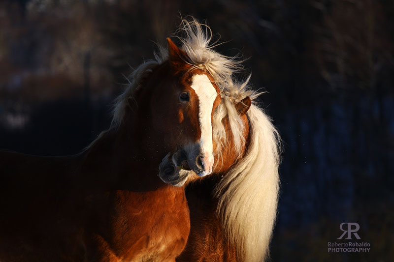 Haflinger