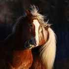 Haflinger