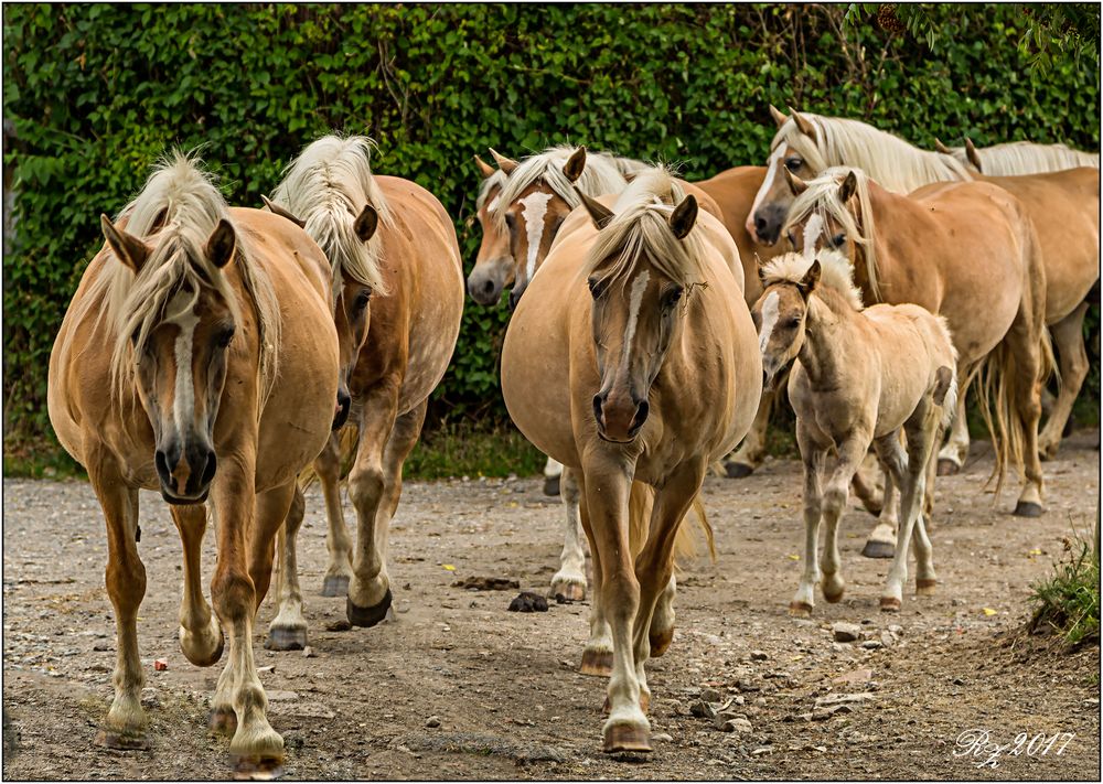 Haflinger