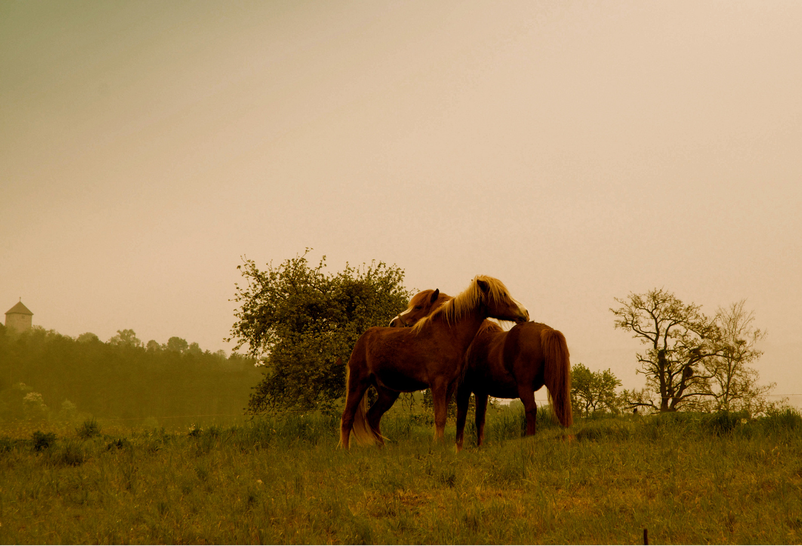 Haflinger