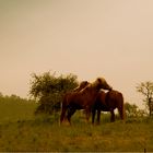 Haflinger