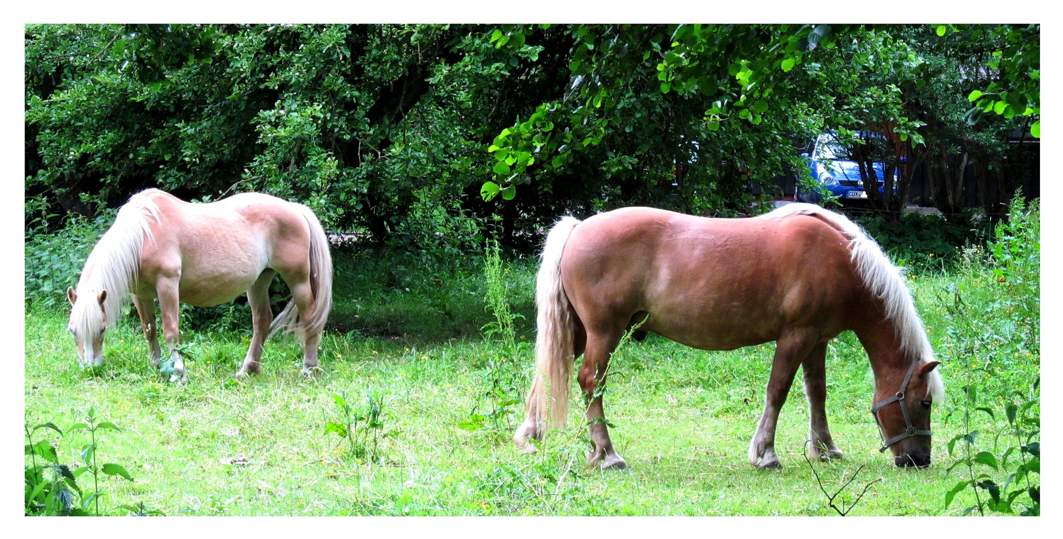 Haflinger ...