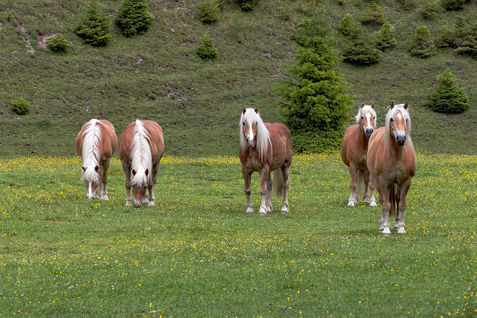 Haflinger