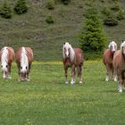 Haflinger