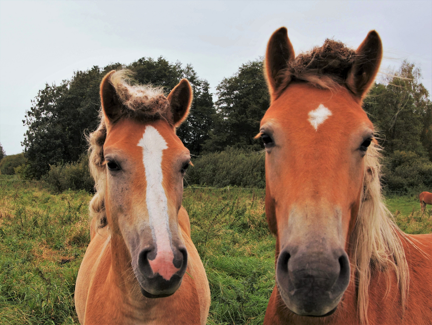 Haflinger.