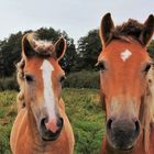 Haflinger.