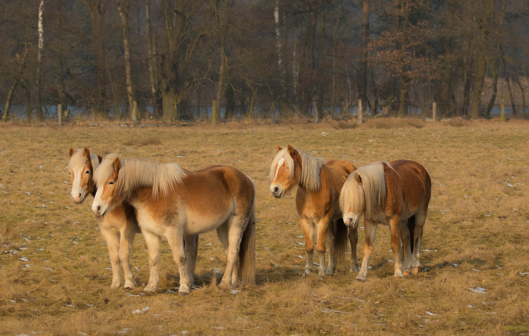 Haflinger